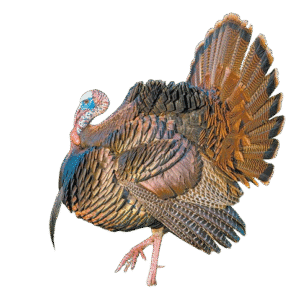 Osceola (Florida Wild Turkey)