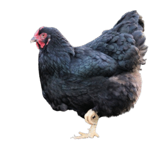 Black Wyandotte