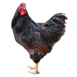 Blue Laced Red Wyandotte