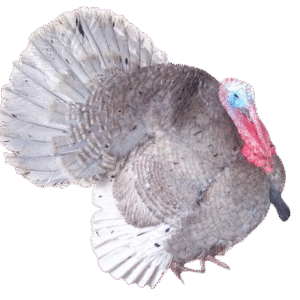 Slate (Blue Slate) turkey