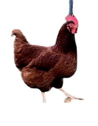 Rhode Island Red