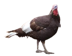 Bourbon Red turkey