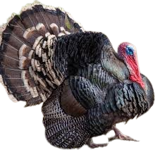 broad breasted bronze turkey