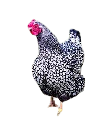 Silver Laced Wyandotte