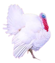 Broad Breasted White turkey