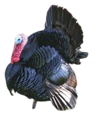 Black Spanish turkey