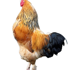 Buff Brahma