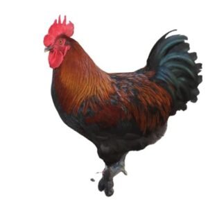 Black Copper marans
