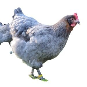 Blue Copper Marans