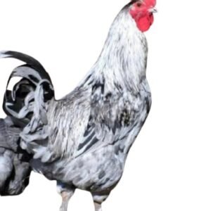 Splash Copper Marans