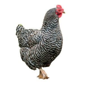 Barred rocks