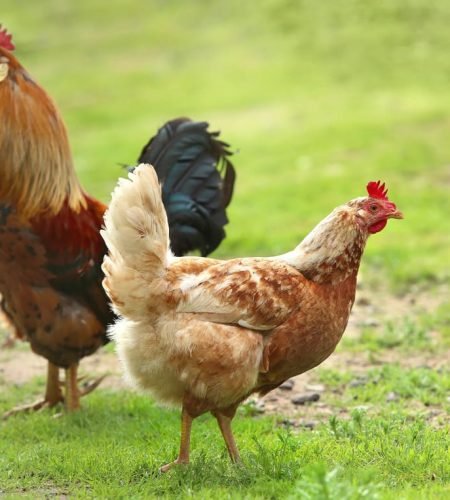 rooster_and_chicken